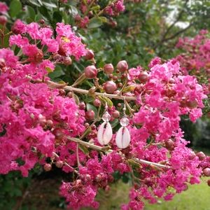 Cowrie Shell & Quartz Earrings